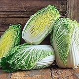 50+ Count Napa Michihili Heading Cabbage Seed, Heirloom, Non GMO Seed Tasty Healthy Veggie Photo, best price $2.29 ($0.05 / Count) new 2024