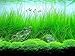 Photo AQUARIUM PLANTS DISCOUNTS Potted Tall Hairgrass by AquaLeaf Aquatics - Easy Aquatic Live Plant