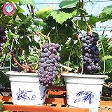 50pcs semillas de uva negro semillas de uva bonsai frutales enanos crecen las uvas árbol fácil semillas de frutas japoneses para plantar jardín de su casa Foto, mejor precio 4,99 € nuevo 2024
