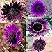 Foto Las semillas de girasol, semillas de girasol 50Pcs púrpura perenne plantas florecientes Semillas Macetas de jardín Ideal para jardinería regalo al aire libre