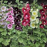 UtopiaSeeds Hollyhock Seeds Single Mixed Colors Photo, best price $12.99 ($129.90 / Ounce) new 2024