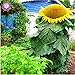 Foto 40 unidades semillas de girasol gigante, semillas de flores grandes gigantes, mejores semillas de calidad para las plantas del jardín de la familia de deliciosos bocadillos de semilla annuus