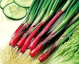 Red Beard Japanese Bunching Onion Seeds (50 Seed Pack) Photo, best price $4.57 new 2024