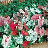 Caladium, Bulb, Fancy Mix, Pack of 10 (Ten), Easy to Grow, Colorful Mix, HOSTA Photo, best price $17.90 ($1.79 / Count) new 2024