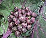 Seeds4planting - Seeds Brussels Sprouts Cabbage Purple Heirloom Vegetable Non GMO Photo, best price $6.94 new 2024