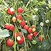 Photo 100 graines de fraises grimpantes (Climbing Strawberry)