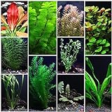 10 Species Live Aquarium Plants Package - Anacharis, Swords, Vallisneria and More! Photo, best price $31.98 ($3.20 / Count) new 2024