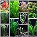 Photo 10 Species Live Aquarium Plants Package - Anacharis, Swords, Vallisneria and More!