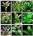Foto 25 plantas de acuario vivas/9 tipos diferentes - Espadas amazónicas, Anubias, helecho Java, Ludwigia y mucho más! Gran muestra de plantas para tanques de 10 a 15 galones