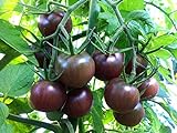 30+ Black Cherry Tomato Seeds, Heirloom Non-GMO, Low Acid, Indeterminate, Open-Pollinated, Sweet, Productive, from USA Photo, best price $3.15 ($44.68 / Ounce) new 2024