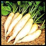 Radish Seeds for Planting | Non-GMO White Icicle Radish Seeds | Planting Packets Include Planting Instructions Photo, best price $5.99 new 2024