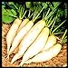 Photo Radish Seeds for Planting | Non-GMO White Icicle Radish Seeds | Planting Packets Include Planting Instructions