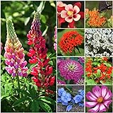 Seed Needs, Bird and Butterfly Wildflower Mixture (99% Pure Live Seed) Bulk Package of 30,000 Seeds Photo, best price $11.99 ($0.00 / Count) new 2024