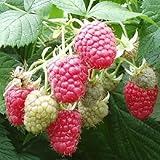 2 Joan J Raspberry Plants-Everbearing, Thornless (2 Lrg 2 Yrs Bare root Canes) Photo, best price $29.95 new 2024