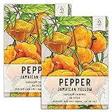 Seed Needs, Jamaican Yellow Pepper Seeds (Capsicum annuum) Twin Pack of 100 Seeds Each Non-GMO Photo, best price $7.99 ($4.00 / Count) new 2024