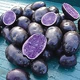 Simply Seed - Purple Majesty - Naturally Grown Seed Potatoes - 5 LB- Ready for Spring Planting Photo, best price $14.99 ($0.19 / Ounce) new 2024