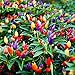 Photo 5 Color Pepper Plant Seeds for Planting | 25+ Seeds | Exotic Garden Seeds to Grow Multicolored Peppers | Amazing