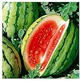 25 Dixie Queen Watermelon Seeds | Non-GMO | Heirloom | Instant Latch Garden Seeds Photo, best price $5.95 new 2024