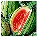 Photo 25 Dixie Queen Watermelon Seeds | Non-GMO | Heirloom | Instant Latch Garden Seeds