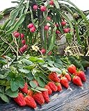 100PCS Fruit Seeds Set Dragon Fruit Seeds Strawberries Strawberry Seeds 100PCS Non-GMO Photo, best price $9.00 ($0.09 / Count) new 2024