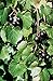 Foto 5 Samen von Vitis rotundifolia PURPLE Muscadine Traubenkernen