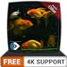 Foto free beautiful aquarium HD - dekorieren Sie Ihr Zimmer mit einem wunderschönen Aquarium auf Ihrem HDR 4K-Fernseher, 8K-Fernseher und Feuergeräten als Hintergrundbild, Dekoration für die Weihnachtsferi