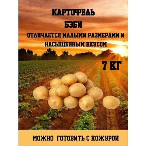 ОгородNIK Бэби-картофель, для жарки, варки, запекания, с тонкой кожурой, 7 кг фотография