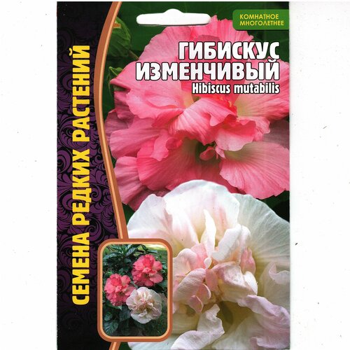 Гибискус изменчивый/ Hibiscus mutabilis, комнатный многолетник ( 1уп: 10 семян ) фотография