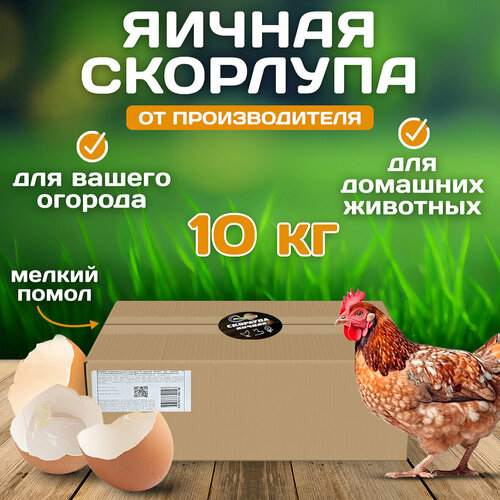 Скорлупа яичная 10 кг фотография