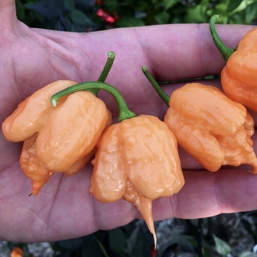 Семена Орешка Перец острый Carolina Reaper Peach, Каролина Рипер персиковый 5 шт. фотография