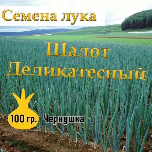 Семена лука чернушка Шалот Деликатесный,100гр фотография