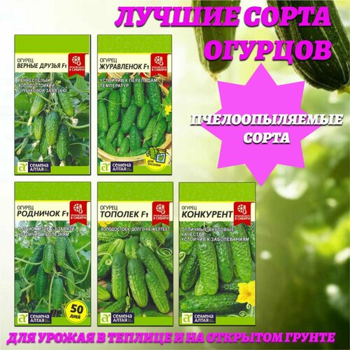 Лучшие сорта огурцов с прекрасными вкусовыми качествами. Семена Алтая фотография