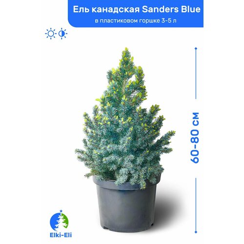 Ель канадская Sanders Blue (Сандерс Блю) 60-80 см в пластиковом горшке 3-5 л, саженец, хвойное живое растение фотография