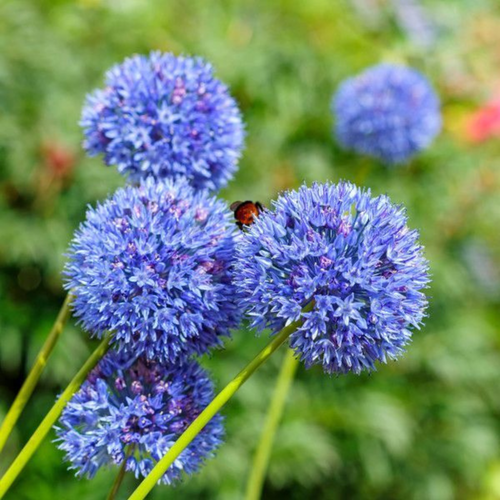 фотография Луковицы цветов, botanica garden, аллиум, карелиус азуреум, 10 штук, купить за 535 р