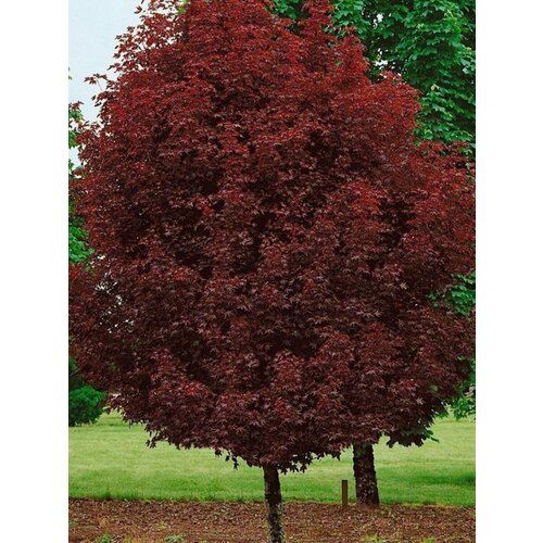 Семена Клён остролистный Crimson King (Acer platanoides), 10 штук фотография