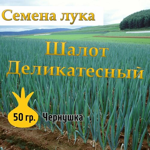 Семена лука чернушка Шалот Деликатесный,50гр фотография