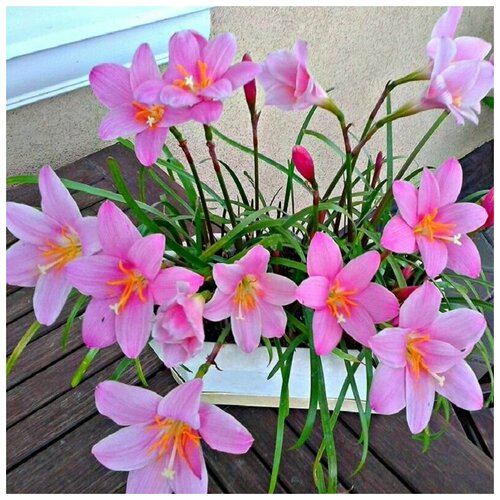 Зефирантес Карината, Zephyranthes Carinata, розовый, семена фотография