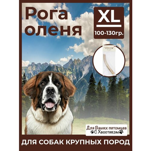 Рог северного оленя XL (100-130) 