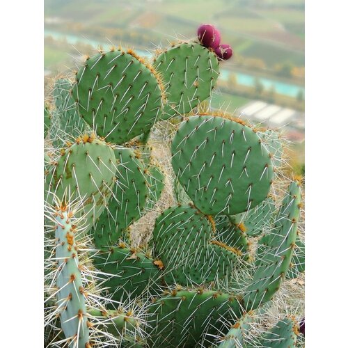 Семена Кактус Опунция Энгельманна (Opuntia engelmannii), 5 штук фотография