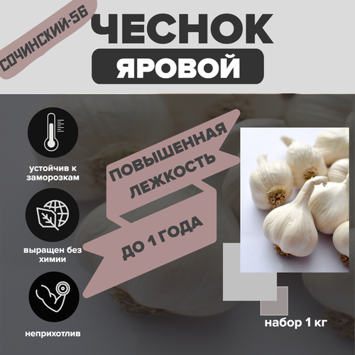 Чеснок (яровый) 1кг фотография