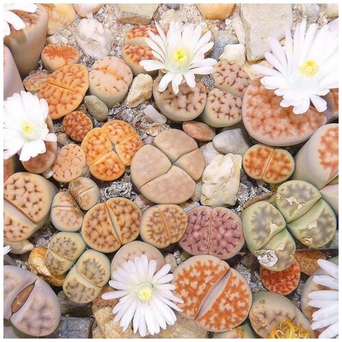 Семена Орешка Суккулент Литопс Lithops Karasmontana mix 10 шт. фотография