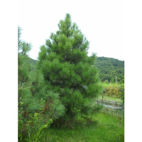 Семена Сосна Джеффри (Pinus jeffreyi), 10 штук фотография