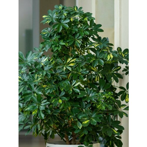 Семена Шеффлера восьмилистная (Schefflera octophylla), 10 штук фотография