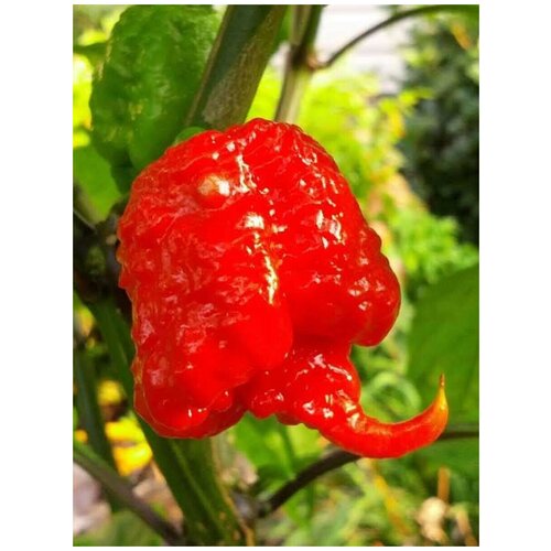 Семена Острый перец Carolina Reaper red, 5 штук фотография