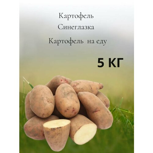 Картофель на еду Синеглазка, 5 кг фотография