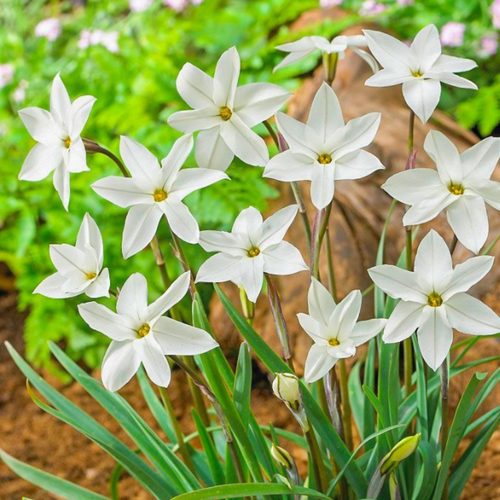 Луковицы цветов, сhipollino flowers, ифейон ALBERTO CASTILIO (10 луковиц) фотография