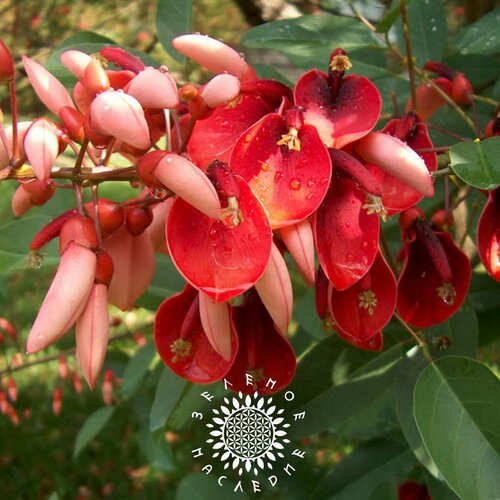 Семена Эритрина - Коралловое дерево - Петушиный гребень (лат. Erythrina crista-galli) 10шт фотография