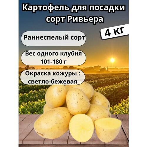 Картофель семенной 