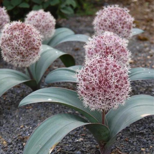 Луковицы цветов, chipollino flowers, аллиум KARATAVIENSE (3 луковицы) фотография