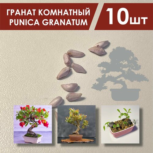 Семена граната комнатного 10 шт. / Гранат комнатный Punica granatum фотография